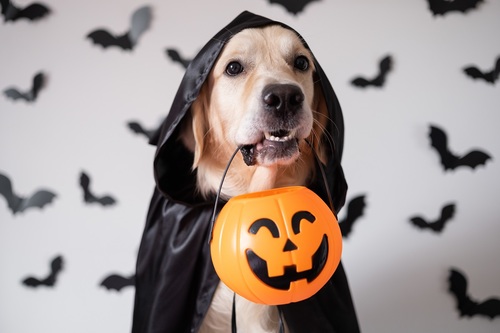 Ciepło, przytulnie, z pazurem – jesienne wnętrza w klimacie Halloween Ciepło, przytulnie, z pazurem – jesienne wnętrza w klimacie Halloween
